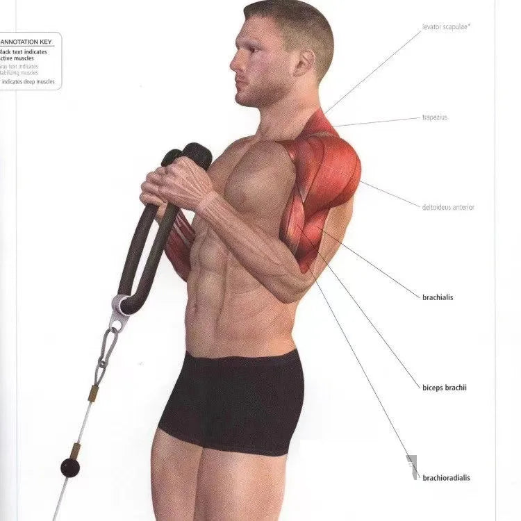 Triceps Lowering Rope Face Pull Handles Push Pull Down Cord