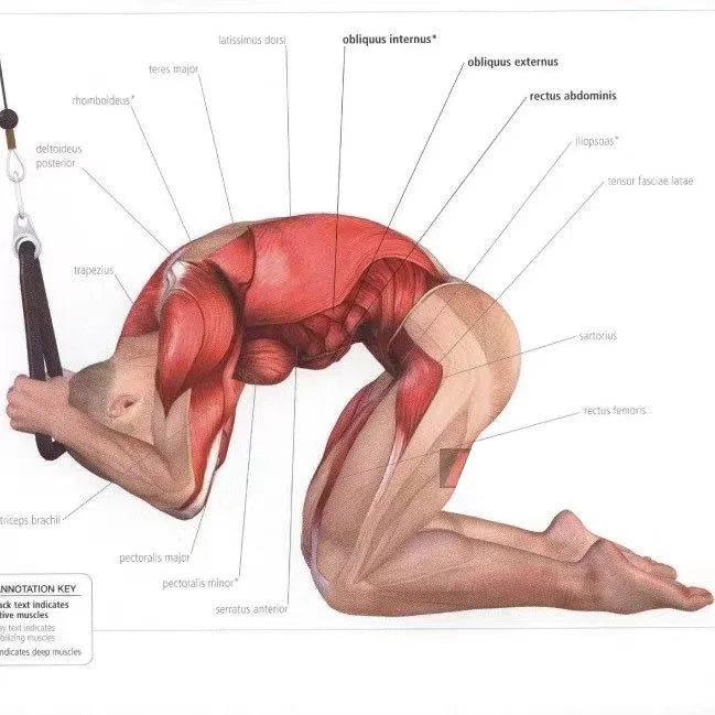 Triceps Lowering Rope Face Pull Handles Push Pull Down Cord
